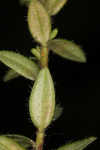 Hairy laurel <BR>Hairy wicky